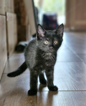 Maine Coon Mix Kitten auszugsbereit