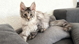 Maine Coon Kitten weiblich 18 Wochen alt