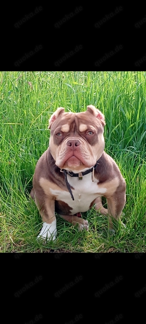 American Bully Pocket Deckrüde 