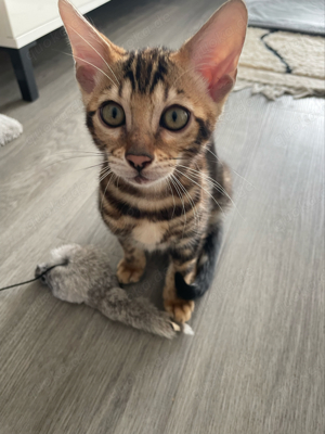 Bengal kitte weiblich reinrassig