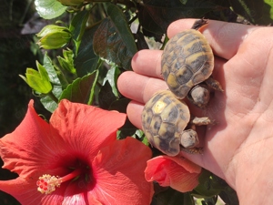 Baby Schildkröten - griechische Landschildkröten  2024 mit Cites Papieren