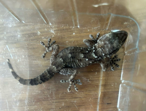 Mauergecko ( Tarentola mauritanica ) 