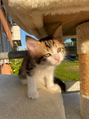 Maine Coon Bengal Mix mit EKH