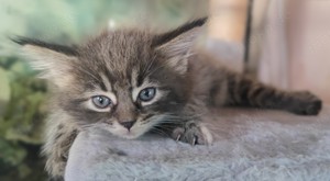 Main Coon Kitten abzugeben 