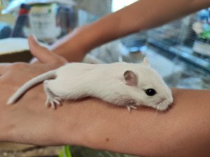 zahme Gerbil mongolische Wüstenrennmaus Rennmaus Baby Jungtiere Weibchen + Männchen Tolle Farben 