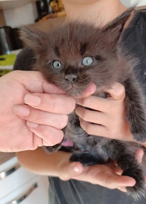 Maine coon