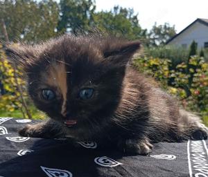 4 Katzenbabys suchen ein neues Zuhause!