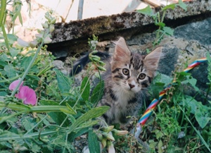 junger  Kater braucht Familie 