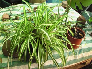 Grünlilie Chlorophytum Grünpflanze Ampelpflanze Luft reinigend