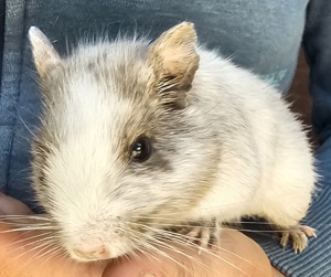 einsames Degu Böckchen sucht schönes Zuhause