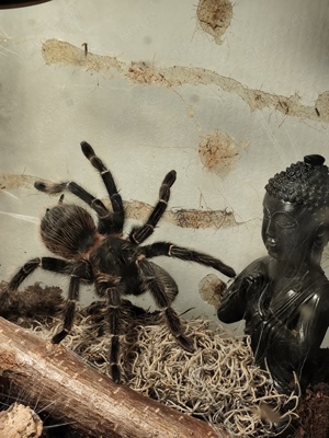 Lasiodora parahybana Dame sucht gutes Zuhause 