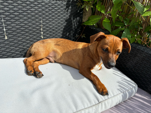 chihuhua Pinscher Mischling