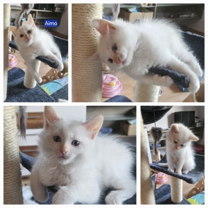 4 flauschige reinrassige Ragdoll Kitten