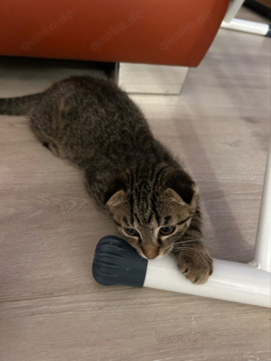 Baby Katze zu Verkaufen 