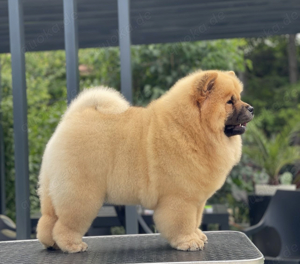 Chow Chow Welpen für neue Häuser