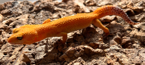 Leopardgecko Weibchen 0.1