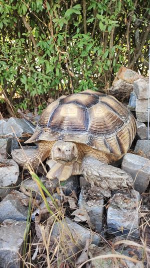 Centrochelis sulcata (Spornschildkröte)