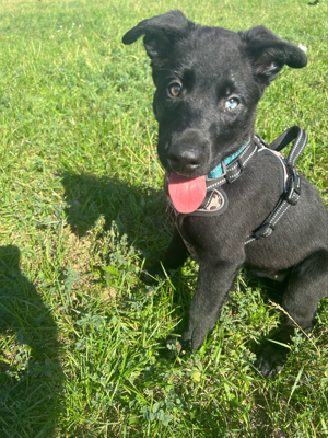 Welpen Labrador Mix