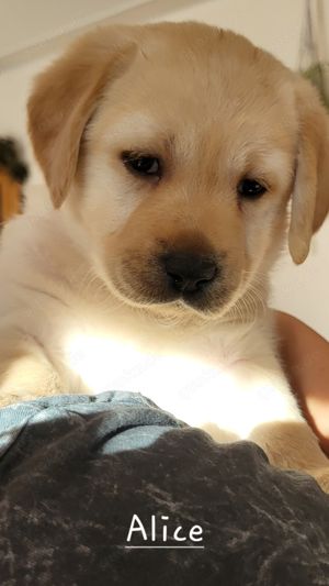 Labrador Welpen Reinrassige 1 Rüde und 1Mädchen noch zu haben 