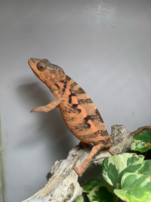 Pantherchamäleon, Ambanja, Furcifer Pardalis, Chamäleon