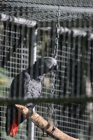 Graupapageien - Psittacus erithacus - zu verkaufen 