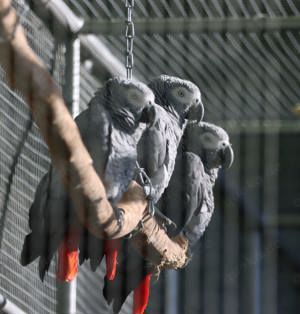 Graupapageien-Hahn - Psittacus erithacus - zu verkaufen 