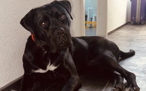 Tommy-Wo sind die Cane-Corso Fans???