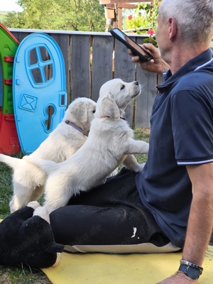 traumhaft schöne Golden Retriever Welpen 