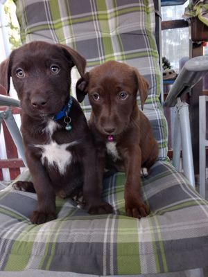 7 Hundewelpen  3 Rüden  4 Weibchen 