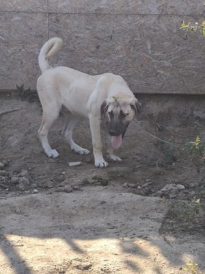 Kangal Welpen Noch 1 Rüde xxxl 