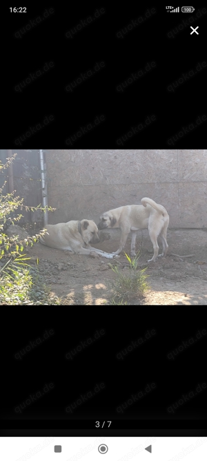 Kangal Welpen Noch 1 Rüde xxxl 