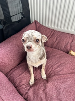 Chihuahua Hündin sucht ein Neues Zuhause