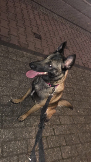 malinois rüde