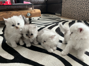 4 süße Perser Kitten suchen ein neues Zuhause