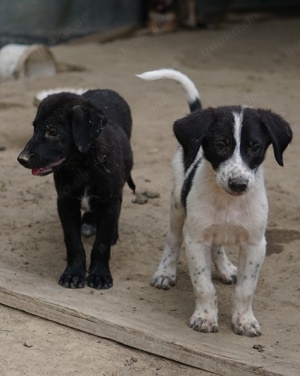 Daryl, geb. ca. 05 2024, lebt in GRIECHENLAND, auf einer privaten Pflegestelle  Bild 9