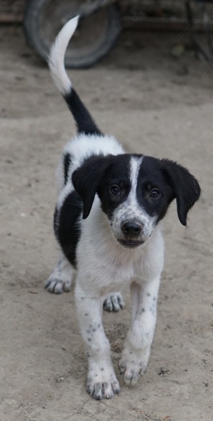 Daryl, geb. ca. 05 2024, lebt in GRIECHENLAND, auf einer privaten Pflegestelle  Bild 2