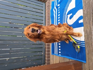 Goldenretriver-Irish Setter Mix zu verschenken 