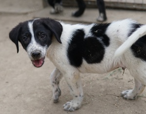 Daryl, geb. ca. 05 2024, lebt in GRIECHENLAND, auf einer privaten Pflegestelle  Bild 5