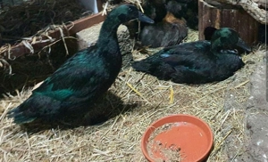 2 Cayuga Enten 