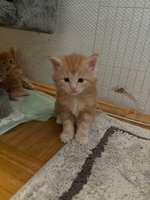 wunderschöne Maine Coon Mix Kitten