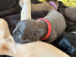 Französische Bulldogge Welpen Vom Hause Misaki