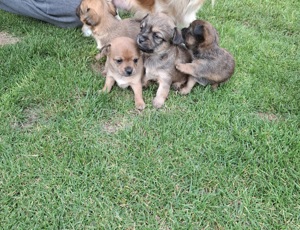 Chihuahua mix welpen