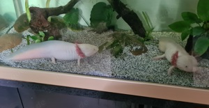 2 weiße Axolotl abzugeben