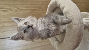 Reinrassige Maine Coon Kitten