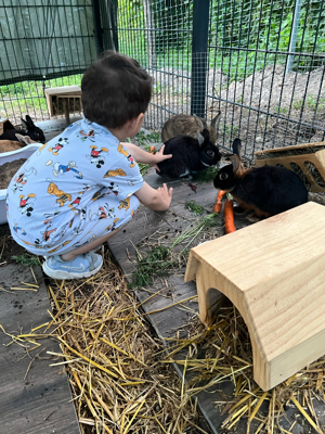 zwergkaninchen farbzwerg kaninchen hase