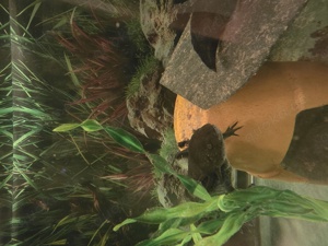 Axolotl abzugeben 