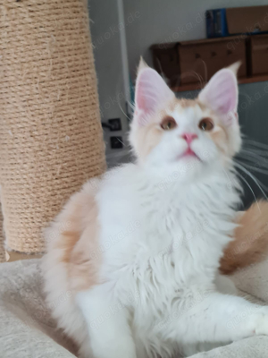 Reinrassige Maine Coon Kitten mit Stammbaum  vom Deutsche Edelkatze, XXL Potential