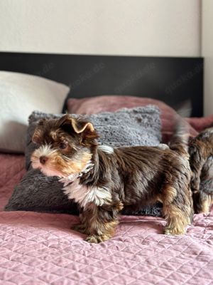 Yorkshire Terrier Chocolate Welpen