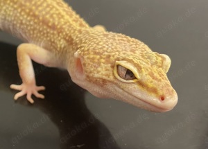 0,1 Leopardgecko RAPTOR poss. MS WY