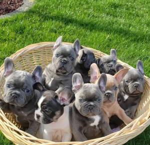 Französische bulldogge welpen 